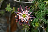 Pultenea ericifolia