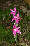 Pink fairy orchid, Caladenia latifolia