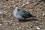Bronzewing pigeon