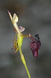 King in carriage orchid, Drakaea glyptodon