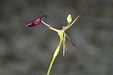 Slender hammer orchid, Drakaea gracilis