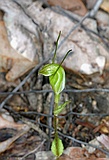 Snail orchid, Pterostylis aff nana