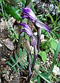 Violet Limodore, Limodorum abortivum