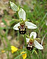 Bee Orchid, Ophrys apifera