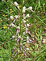 Adriatic Lizard Orchid, Himantoglossum adriaticum