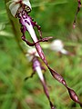 Adriatic Lizard Orchid, Himantoglossum adriaticum