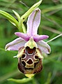 Late Spider Orchid, Ophrys fuciflora