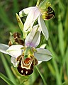 Bee Orchid, Ophrys apifera