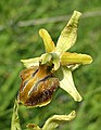 Early Spider orchid, Ophrys sphegodes
