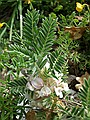 Astragalus sempervivens