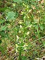 Greater Butterfly Orchid, Platanthera chlorantha