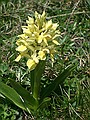 Elder-flowered orchid, Dactylorhiza sambucina
