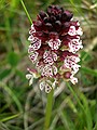 Burnt Orchid, Orchis ustulata