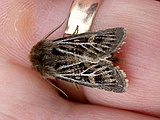 Moth on Ritas finger