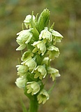 Small White Orchid, Pseudorchis albida