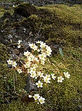 Mossy Saxifrage, Saxifraga hypnoides?