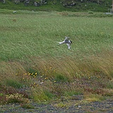 Arctic Tern, Rif, Snfellsnes