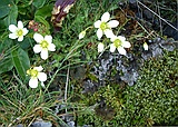Mossy Saxifrage, Saxifraga hypnoides