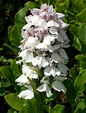 Heath Spotted Orchid, Dactylorhiza maculata