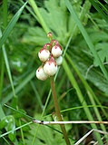 Common Wintergreen, Pyrola minor