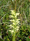 Northern green Orchid, Platanthera hyperborea