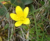 Marsh Saxifrage, Saxifraga hirculus