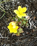 Marsh Saxifrage, Saxifraga hirculus
