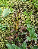 Upright Lousewort, Pedicularis flammea