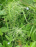Shady Horsetail, Equisetum pratense