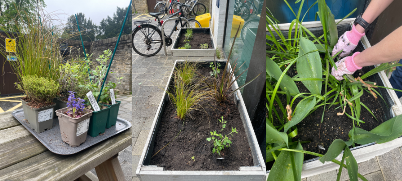 Photos of the plants and planters when the Green Team was planting the new plants.