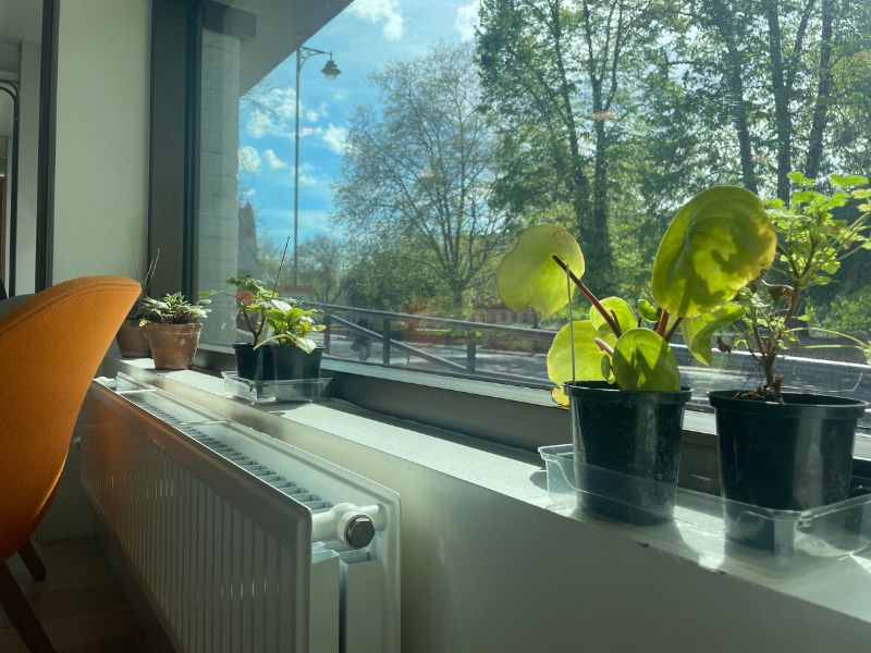 A photo of plants on a window sill with spring sunshine.