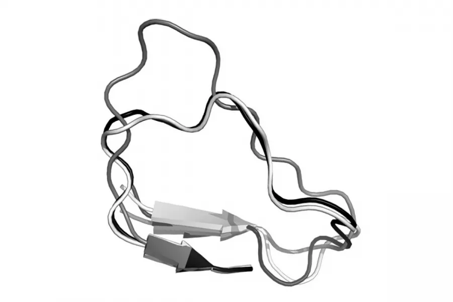 The grey loop shows the prediction made by the original FREAD program. The white loop is the prediction made by Deane’s new version of FREAD – very close to the actual structure.