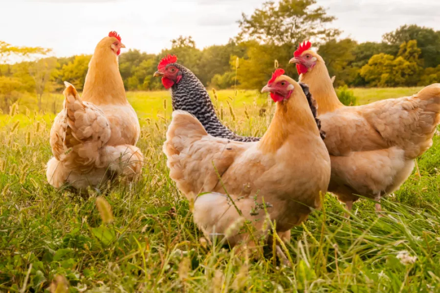 An image of four chickens (three light brown and one speckled) in a field with golden sunshine. 