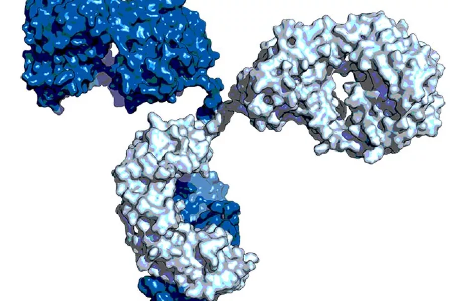 3D model of an antibody protein with dark and light blue regions showing its Y-shaped structure