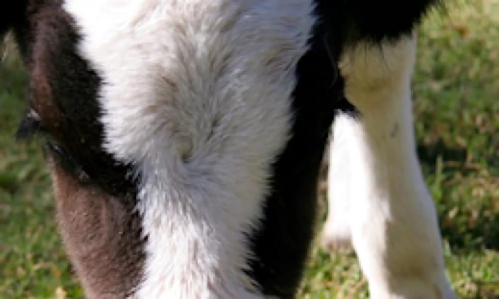 Cow