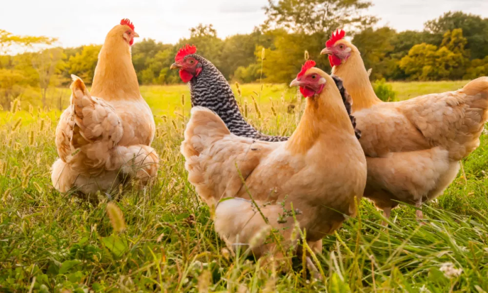 An image of four chickens (three light brown and one speckled) in a field with golden sunshine. 