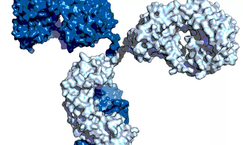 3D model of an antibody protein with dark and light blue regions showing its Y-shaped structure